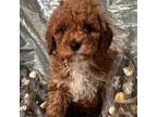 Poodle (Toy) Puppy for sale in Albany, NY, USA