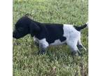 German Shorthaired Pointer Puppy for sale in Houston, TX, USA