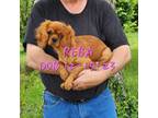 Cavalier King Charles Spaniel Puppy for sale in Asbury, MO, USA