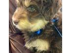 Mutt Puppy for sale in Danville, KY, USA