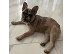 French Bulldog Puppy for sale in Saint Petersburg, FL, USA