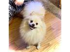 Pomeranian Puppy for sale in Lake City, FL, USA