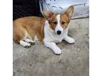 Pembroke Welsh Corgi Puppy for sale in Wilkesboro, NC, USA