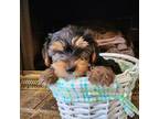 Yorkshire Terrier Puppy for sale in Saint George, SC, USA