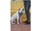Adopt Oira a Pit Bull Terrier, Mixed Breed