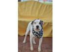 Adopt Oira a Pit Bull Terrier, Mixed Breed