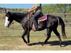 Paint Gelding For Sale