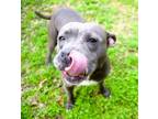 Adopt Bo Peep a Pit Bull Terrier