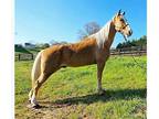 Palomino Tennessee Walker