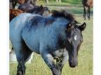 Blue Roan AQH Filly