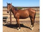 Gelding Horse For Sale