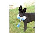 Adopt sabrina a Black Labrador Retriever, German Shepherd Dog