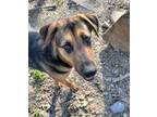 Adopt Phoebe a German Shepherd Dog, Mixed Breed