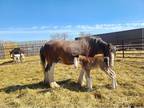 Clydesdale Mare with Drum foal