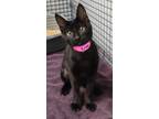 Adopt Lisa a Domestic Short Hair