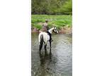 16hh Appaloosa Gelding