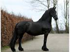 Cute Charmant Black Mare.