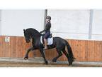 Good Mover Friesian Gelding