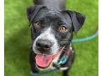 Adopt GABBIE* a Pit Bull Terrier, Mixed Breed