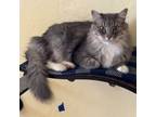 Adopt SUNNY a Domestic Long Hair