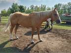 Copper Palomino Gelding