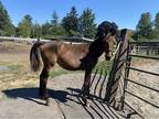 Friesian cross filly