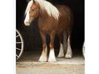 Hard to Find Gypsy Vanner