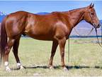 AQHA 12yro Gelding