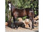 Friesian Cross Colt for Sale