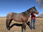 Ranch Work Mare For Sale