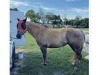 AQHA Chocolate Palomino