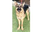 Adopt Amala a German Shepherd Dog, Mixed Breed