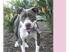 Adopt INGA a Pit Bull Terrier, Mixed Breed