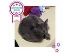 Adopt Roxie a Domestic Long Hair