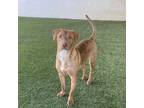 Adopt Lacie a Labrador Retriever