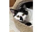 Adopt Dorothy a American Shorthair