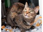 Adopt Tiger Lily a Domestic Short Hair