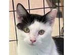 Adopt MILLIE a Domestic Short Hair