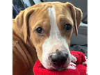 Adopt Sophie a Pit Bull Terrier