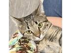 Adopt Canyon a Domestic Short Hair