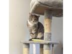 Adopt Cami a American Shorthair