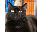 Adopt Emery a Domestic Short Hair