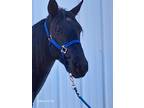 15.1 Blue Roan Trail Horse