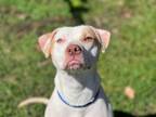 Adopt harley a Mastiff, American Staffordshire Terrier