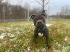 Adopt charlotte a American Staffordshire Terrier, Staffordshire Bull Terrier