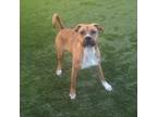Adopt Neveah a Boxer, Mixed Breed
