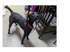 Adopt Shadow a Hound, Mixed Breed