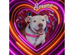 Adopt Amore a Pit Bull Terrier, American Staffordshire Terrier