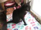 Adopt JOURNEY-adopted 2-11-24 a Domestic Short Hair
