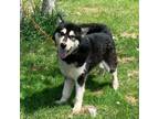 Adopt Iris a Alaskan Malamute